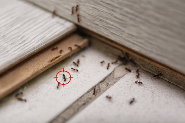 Best Commercial Pest Control Services  in Pinedale, WY