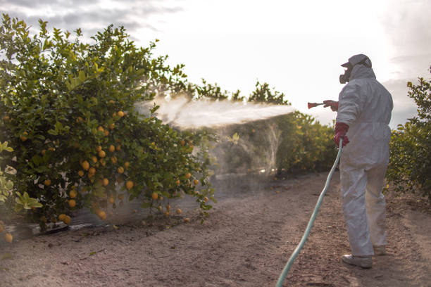 Best Ant Control Services  in Pinedale, WY