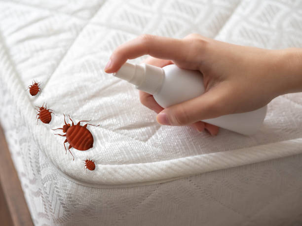 Best Cockroach Control Services  in Pinedale, WY